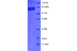 Annexin A2 (ANXA2) (AA 1-339), (full length) protein (GST tag) (Annexin A2 Protein (ANXA2) (AA 1-339, full length) (GST tag))