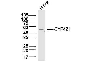 HT29 lysates probed with CYP4Z1 Polyclonal Antibody, Unconjugated  at 1:300 dilution and 4˚C overnight incubation. (CYP4Z1 antibody  (AA 51-150))