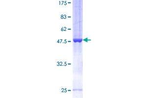 ARFRP1 Protein (AA 1-201) (GST tag)