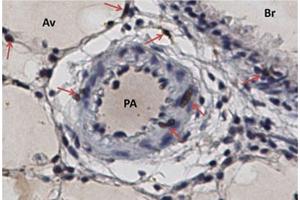 Rat lung, taken with 40x objective. (RFC2 antibody  (N-Term))