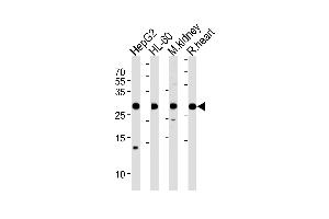 ATP5F1 Antibody (Center) (ABIN1881090 and ABIN2838447) western blot analysis in HepG2,HL-60 cell line,mouse kidney and rat heart tissue lysates (35 μg/lane). (ATP5F1 antibody  (AA 161-195))