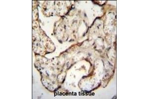 EGFR- Antibody (C-term) (ABIN651628 and ABIN2840334) immunohistochemistry analysis in formalin fixed and paraffin embedded human placenta tissue followed by peroxidase conjugation of the secondary antibody and DAB staining. (EGFR antibody  (C-Term))