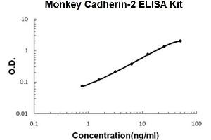 Monkey Primate Cadherin-2/N-Cadherin PicoKine ELISA Kit standard curve