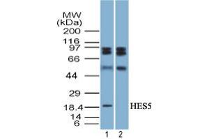 Image no. 1 for anti-Hairy and Enhancer of Split 5 (HES5) (AA 1-50) antibody (ABIN960199) (HES5 antibody  (AA 1-50))