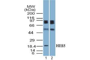 Image no. 1 for anti-Hairy and Enhancer of Split 5 (HES5) (AA 1-50) antibody (ABIN960199)