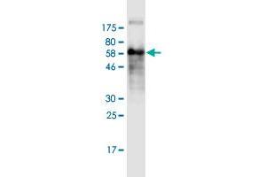 Western Blot detection against Immunogen (63. (Follistatin antibody  (AA 1-344))