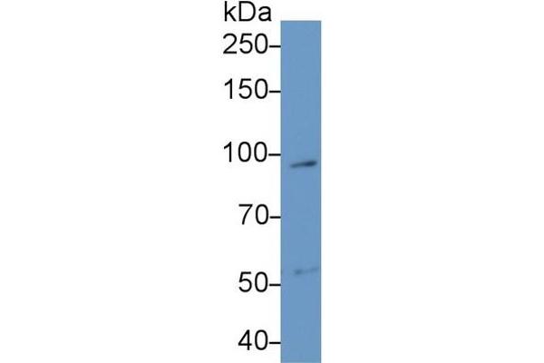 IL17RA antibody  (AA 33-172)