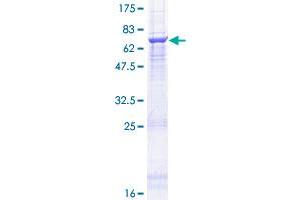 ANGPTL7 Protein (AA 1-346) (GST tag)