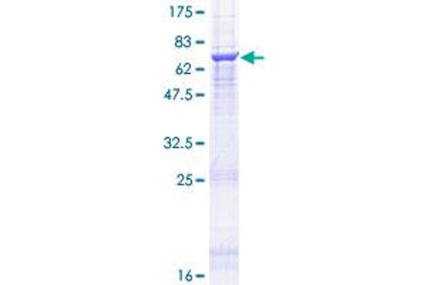 ANGPTL7 Protein (AA 1-346) (GST tag)