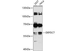 Western blot analysis of extracts of various cell lines, using DEPDC7 antibody (ABIN7266737) at 1:1000 dilution.