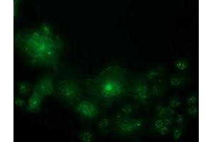 Immunofluorescence (IF) image for anti-Oxysterol Binding Protein-Like 11 (OSBPL11) antibody (ABIN1499920) (OSBPL11 antibody)