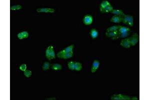 Immunofluorescent analysis of HepG2 cells using ABIN7167566 at dilution of 1:100 and Alexa Fluor 488-congugated AffiniPure Goat Anti-Rabbit IgG(H+L) (Regucalcin antibody  (AA 1-299))