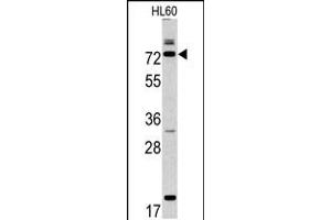 Western blot analysis of CAPN9 antibody in HL60 cell line lysates (35ug/lane) (Calpain 9 antibody  (N-Term))