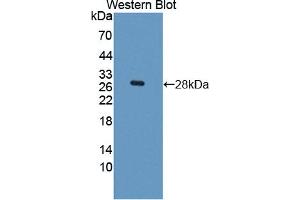 Western blot analysis of the recombinant protein. (HES1 antibody  (AA 21-251))