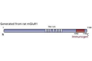 Image no. 3 for anti-Glutamate Receptor, Metabotropic 1 (GRM1) (AA 1042-1160) antibody (ABIN968281) (Metabotropic Glutamate Receptor 1 antibody  (AA 1042-1160))