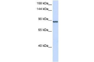 INTS6 antibody used at 1 ug/ml to detect target protein.