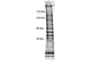 Western Blotting (WB) image for HeLa Cell Nuclear Extract (Etoposide Stimulated) (ABIN964040)