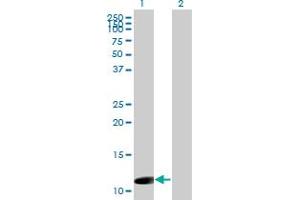 Western Blot analysis of ORF1-FL49 expression in transfected 293T cell line by ORF1-FL49 monoclonal antibody (M02), clone 4E11. (C5orf32 antibody  (AA 1-97))