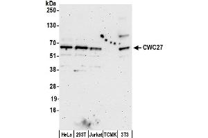anti-CWC27 Spliceosome-Associated Protein Homolog (Cwc27) (AA 350-400) antibody