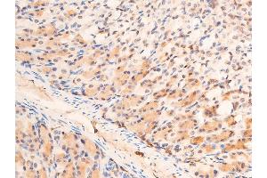 ABIN6267073 at 1/100 staining mouse gastric tissue sections by IHC-P. (CHEK1 antibody  (pSer280))
