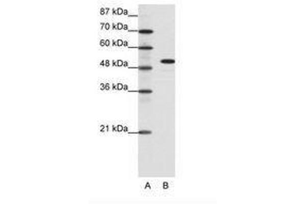 SPIB antibody  (C-Term)