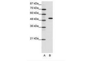 Image no. 1 for anti-Spi-B Transcription Factor (Spi-1/PU.1 Related) (SPIB) (C-Term) antibody (ABIN6736085) (SPIB antibody  (C-Term))