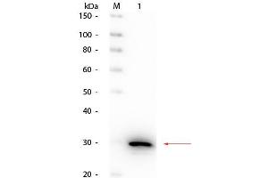 Western Blot of Rabbit anti-Carbonic Anhydrase II Antibody Peroxidase Conjugated.