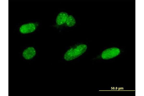 Cyclin-Dependent Kinase 11A (CDK11A) (AA 681-780) antibody