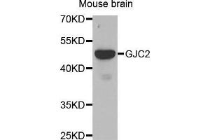 Western Blotting (WB) image for anti-Gap Junction Protein, gamma 2, 47kDa (GJC2) antibody (ABIN3016915) (GJC2 antibody)