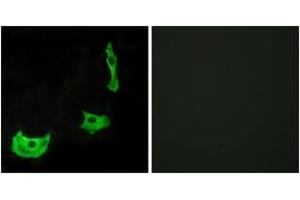 Immunofluorescence analysis of HeLa cells, using GPR17 Antibody. (GPR17 antibody  (AA 196-245))