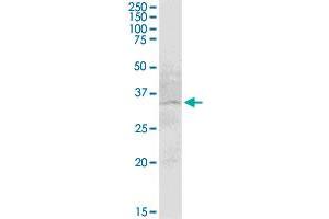 SLC12A7 MaxPab polyclonal antibody. (SLC12A7 antibody  (AA 1-266))
