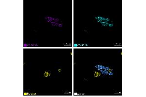 Immunofluorescence staining of human appendix tissue sample. (Recombinant CD56 antibody  (Extracellular Domain) (Atto 565))