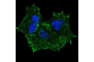 Immunofluorescence (IF) image for anti-Receptor tyrosine-protein kinase erbB-2 (ErbB2/Her2) (pTyr1196) antibody (ABIN3001992)