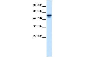C21ORF18 antibody used at 0. (SETD4 antibody  (C-Term))