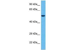 Host:  Rabbit  Target Name:  GABRD  Sample Tissue:  Human 786-0 Whole Cell  Antibody Dilution:  1ug/ml (GABRD antibody  (N-Term))