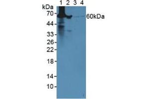 Western blot analysis of (1) Mouse Liver Tissue, (2) Mouse Lung Tissue, (3) Human HeLa cells and (4) Human 293T Cells. (GLUD1 antibody  (AA 65-273))