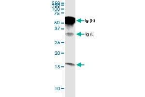 Immunoprecipitation of G0S2 transfected lysate using anti-G0S2 MaxPab rabbit polyclonal antibody and Protein A Magnetic Bead , and immunoblotted with G0S2 MaxPab rabbit polyclonal antibody (D01) .