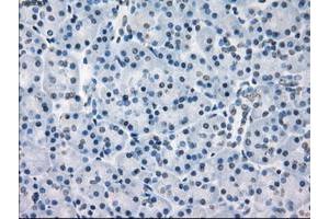 Image no. 2 for anti-Fc Fragment of IgG, Low Affinity IIa, Receptor (CD32) (FCGR2A) antibody (ABIN1497264) (FCGR2A antibody)