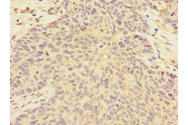 FMO2 antibody  (AA 210-470)