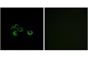 Immunofluorescence (IF) image for anti-Olfactory Receptor, Family 2, Subfamily Z, Member 1 (OR2Z1) (AA 201-250) antibody (ABIN2890994) (OR2Z1 antibody  (AA 201-250))
