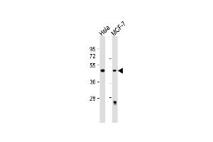 All lanes : Anti-ALKBH5 Antibody (Center) at 1:500 dilution Lane 1: Hela whole cell lysate Lane 2: MCF-7 whole cell lysate Lysates/proteins at 20 μg per lane. (ALKBH5 antibody  (AA 302-330))