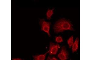 ABIN6275965 staining 293 by IF/ICC. (GPR175 antibody  (Internal Region))