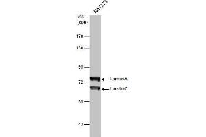 WB Image Sample (30 ug of whole cell lysate) A: NIH-3T3 7. (Lamin A/C antibody)