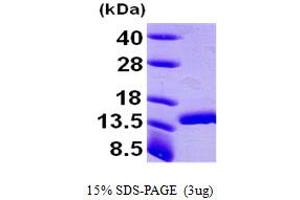 SDS-PAGE (SDS) image for D-Dopachrome Tautomerase (DDT) (AA 1-118) protein (His tag) (ABIN667020) (DDT Protein (AA 1-118) (His tag))