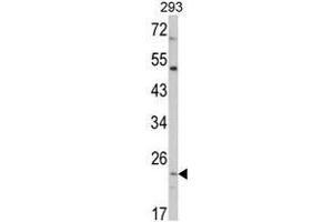 Western blot analysis of ATP5O Antibody (N-term) in 293 cell line lysates (35ug/lane).