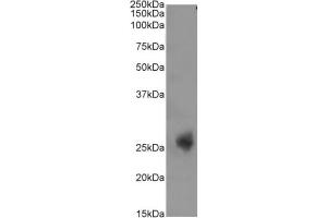 Western Blot using anti-CD3E antibody YTH 12. (Recombinant CD3 epsilon antibody)