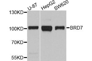 Western blot analysis of extracts of various cell lines, using BRD7 antibody (ABIN5971285) at 1/1000 dilution. (BRD7 antibody)