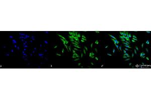 Immunocytochemistry/Immunofluorescence analysis using Mouse Anti-Hsp90 alpha/beta Monoclonal Antibody, Clone K41220A . (HSP90 alpha/beta antibody  (AA 291-304) (FITC))