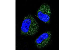 Confocal immunofluorescent analysis of HS Antibody (ABIN388133 and ABIN2846370) with NCI- cell followed by Alexa Fluor 488-conjugated goat anti-rabbit lgG (green). (GRP78 antibody)