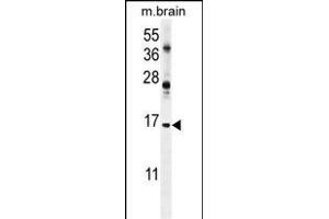 ENSA Antibody (Center) (ABIN654413 and ABIN2844151) western blot analysis in mouse brain tissue lysates (35 μg/lane). (Ensa antibody  (AA 39-66))